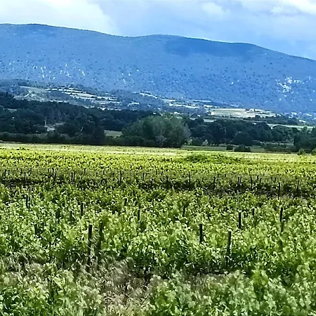 Entre Vignes Et Oliviers *